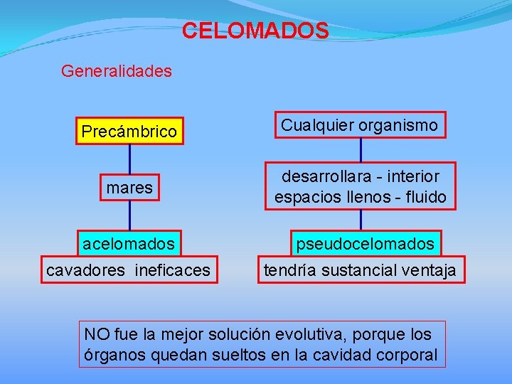 CELOMADOS Generalidades Precámbrico Cualquier organismo mares desarrollara - interior espacios llenos - fluido acelomados