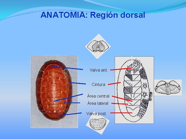 ANATOMIA: Región dorsal Valva ant. Cintura Área central Área lateral Valva post. 