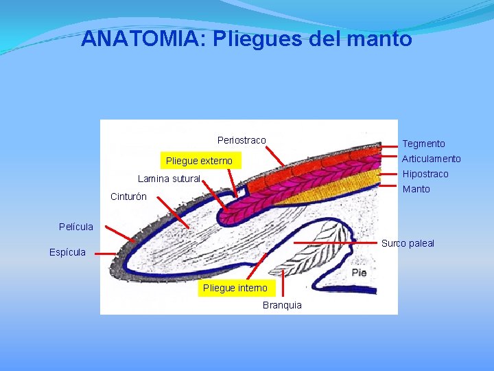 ANATOMIA: Pliegues del manto Periostraco Tegmento Articulamento Pliegue externo Hipostraco Lamina sutural Manto Cinturón