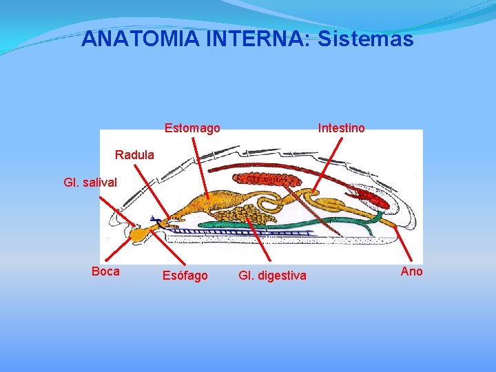 ANATOMIA INTERNA: Sistemas Estomago Intestino Radula Gl. salival Boca Esófago Gl. digestiva Ano 