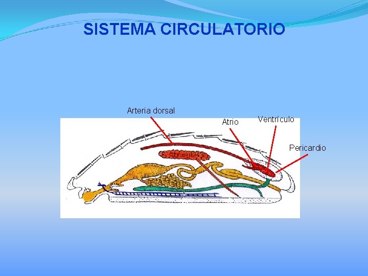 SISTEMA CIRCULATORIO Arteria dorsal Atrio Ventrículo Pericardio 