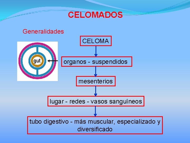 CELOMADOS Generalidades CELOMA organos - suspendidos mesenterios lugar - redes - vasos sanguíneos tubo