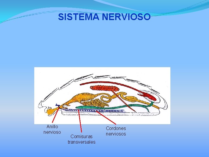 SISTEMA NERVIOSO Anillo nervioso Comisuras transversales Cordones nerviosos 