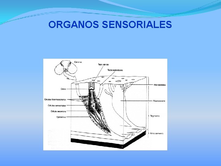 ORGANOS SENSORIALES 