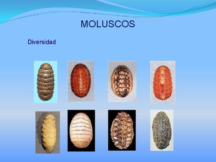 MOLUSCOS Diversidad 