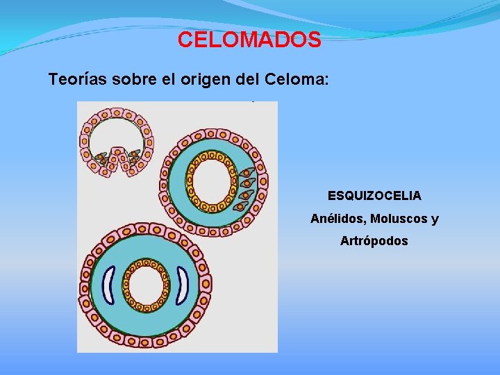 CELOMADOS Teorías sobre el origen del Celoma: ESQUIZOCELIA Anélidos, Moluscos y Artrópodos 