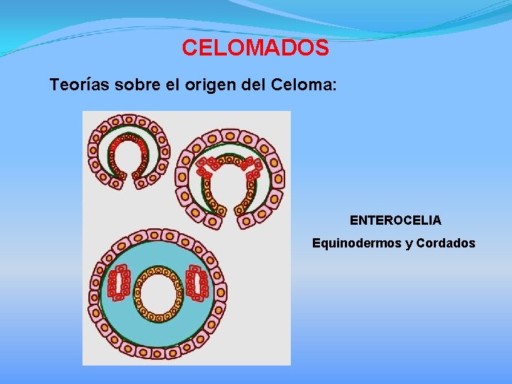 CELOMADOS Teorías sobre el origen del Celoma: ENTEROCELIA Equinodermos y Cordados 