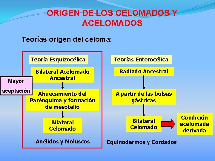 ORIGEN DE LOS CELOMADOS Y ACELOMADOS Teorías origen del celoma: Teoría Esquizocélica Teorías Enterocélica