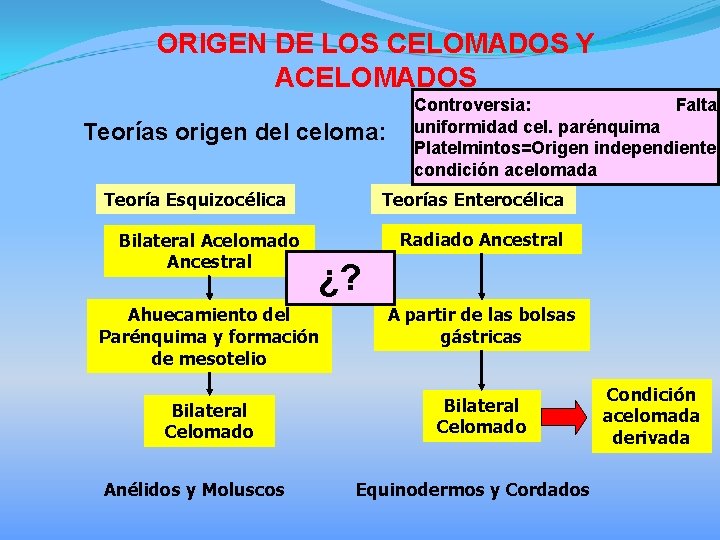 ORIGEN DE LOS CELOMADOS Y ACELOMADOS Teorías origen del celoma: Teoría Esquizocélica Bilateral Acelomado