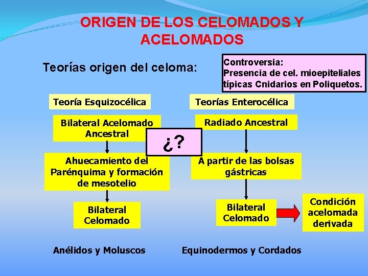 ORIGEN DE LOS CELOMADOS Y ACELOMADOS Teorías origen del celoma: Teoría Esquizocélica Bilateral Acelomado