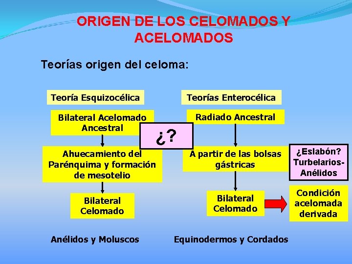 ORIGEN DE LOS CELOMADOS Y ACELOMADOS Teorías origen del celoma: Teoría Esquizocélica Bilateral Acelomado