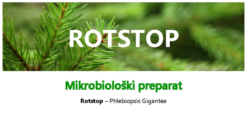 ROTSTOP Mikrobiološki preparat Rotstop – Phlebiopsis Gigantea 