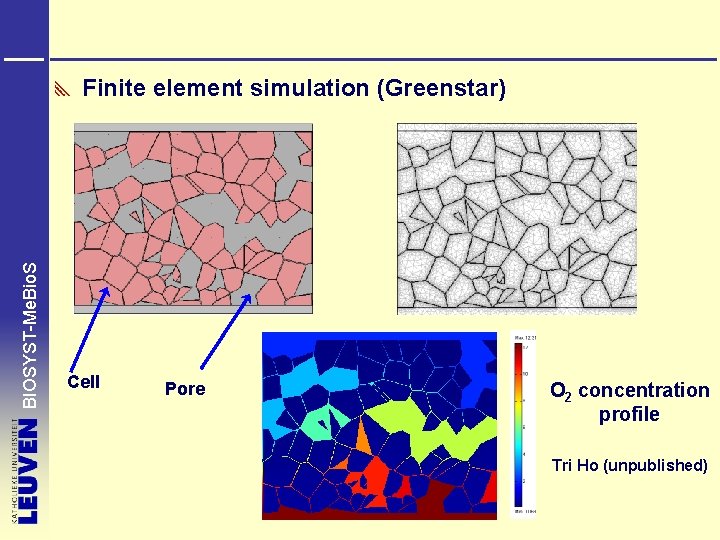BIOSYST-Me. Bio. S Finite element simulation (Greenstar) Cell Pore O 2 concentration profile Tri
