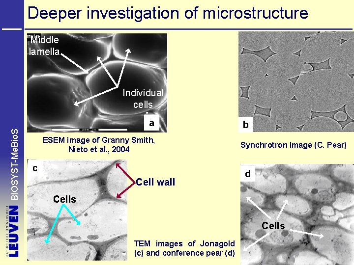 Deeper investigation of microstructure Middle lamella Individual cells BIOSYST-Me. Bio. S a ESEM image