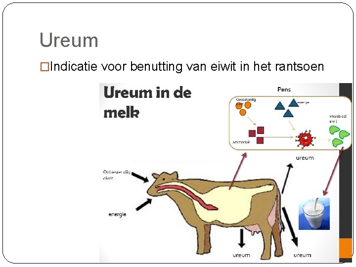 Ureum �Indicatie voor benutting van eiwit in het rantsoen 