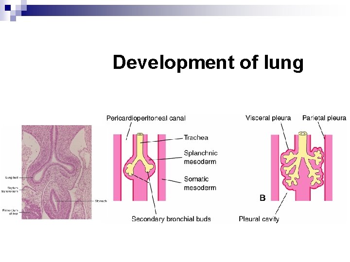 Development of lung 