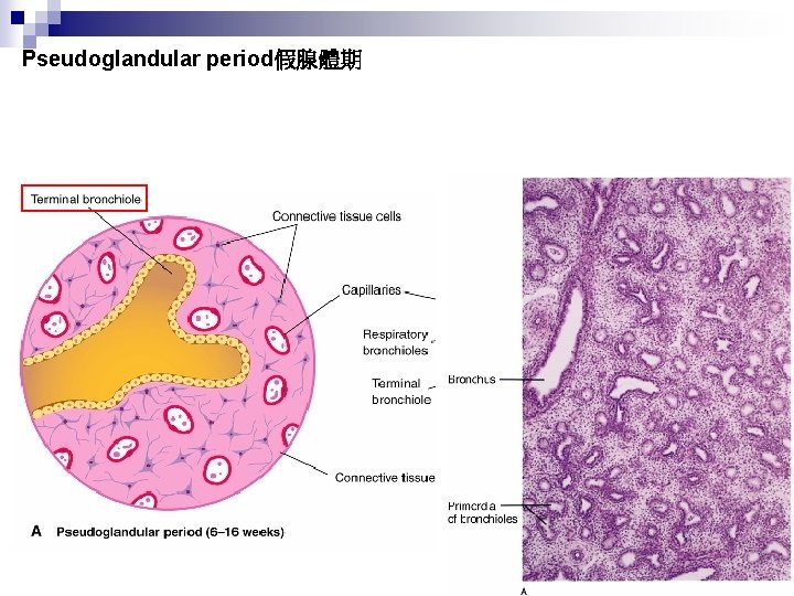 Pseudoglandular period假腺體期 