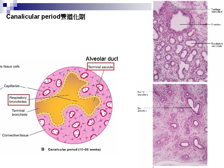 Canalicular period管道化期 Alveolar duct 