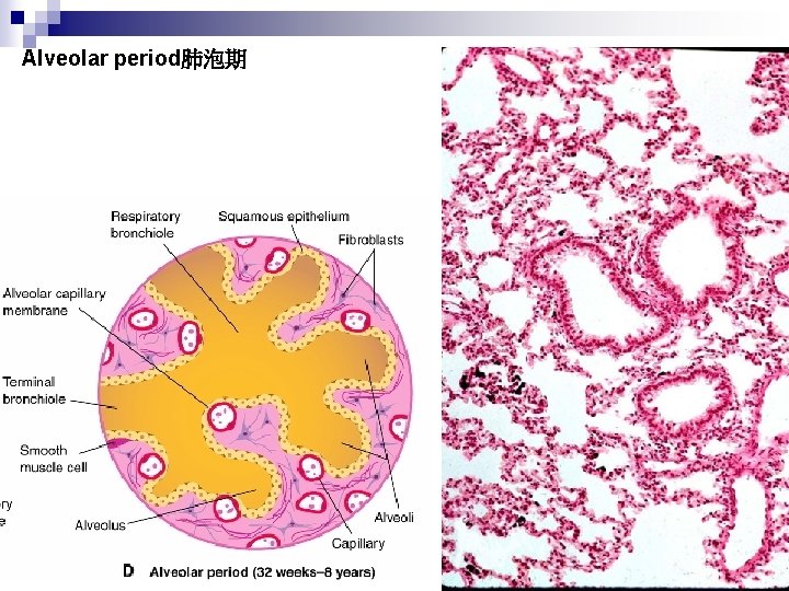 Alveolar period肺泡期 