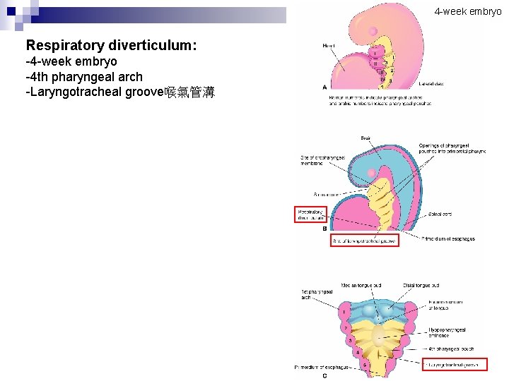 4 -week embryo Respiratory diverticulum: -4 -week embryo -4 th pharyngeal arch -Laryngotracheal groove喉氣管溝