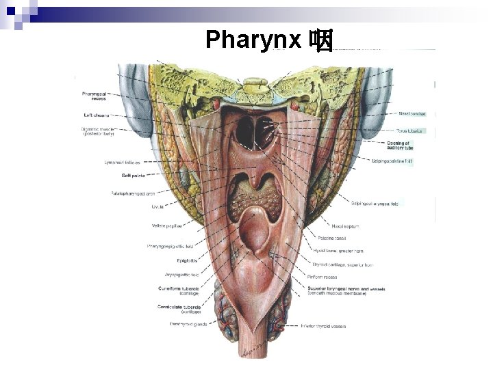 Pharynx 咽 