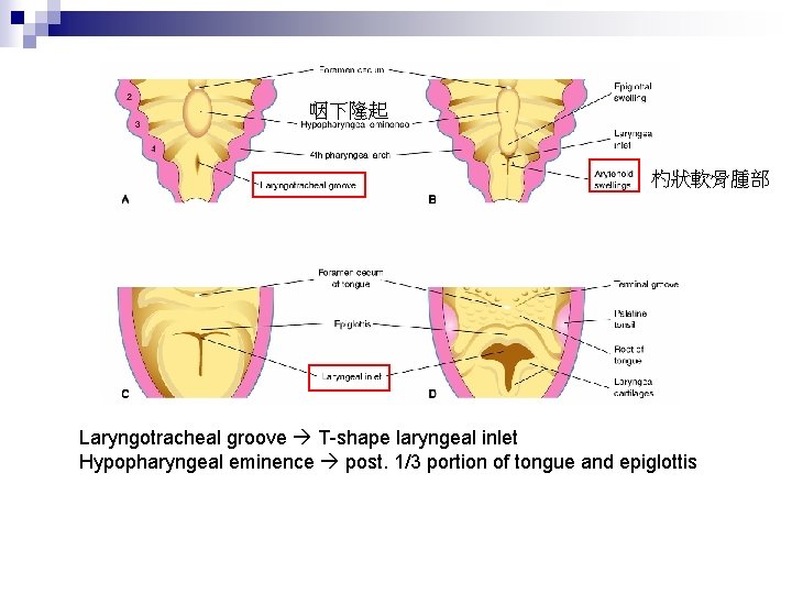 咽下隆起 杓狀軟骨腫部 Laryngotracheal groove T-shape laryngeal inlet Hypopharyngeal eminence post. 1/3 portion of tongue