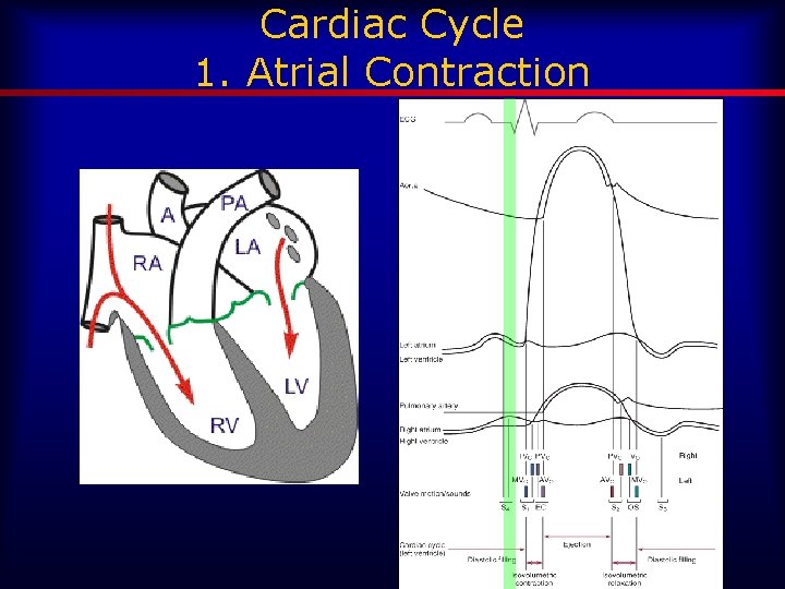 Cardiac Cycle 1. Atrial Contraction 