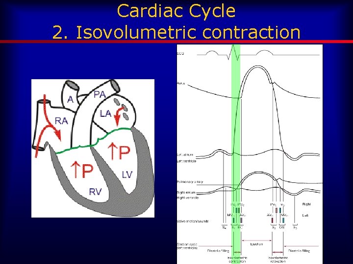 Cardiac Cycle 2. Isovolumetric contraction 