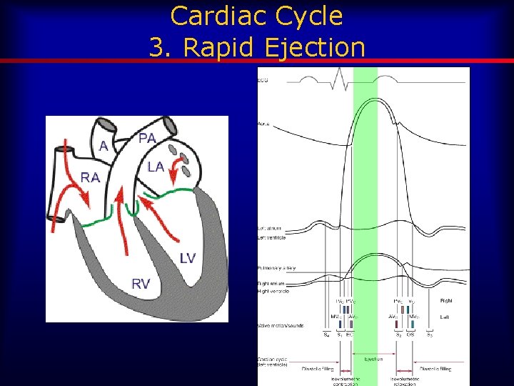 Cardiac Cycle 3. Rapid Ejection 