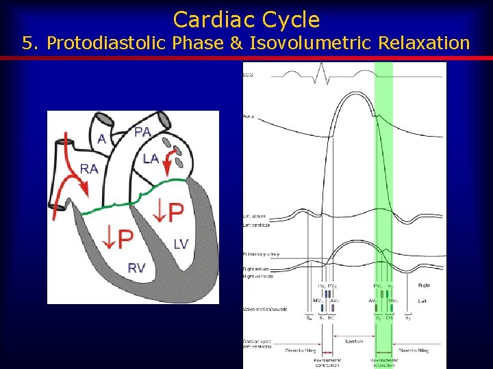 Cardiac Cycle 5. Protodiastolic Phase & Isovolumetric Relaxation 
