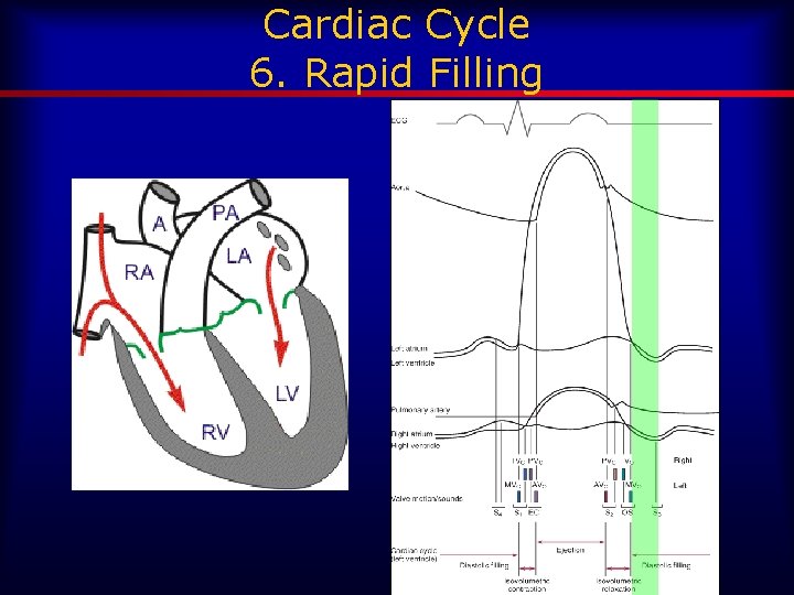 Cardiac Cycle 6. Rapid Filling 
