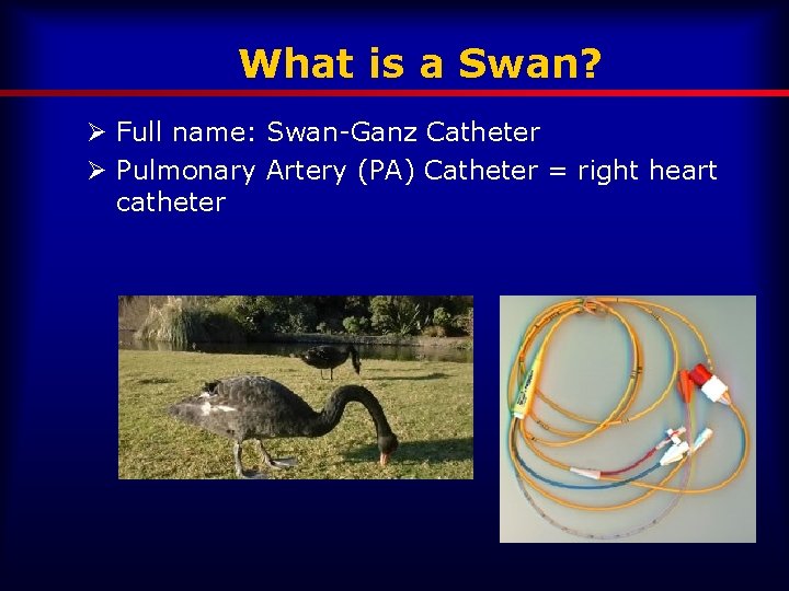 What is a Swan? Ø Full name: Swan-Ganz Catheter Ø Pulmonary Artery (PA) Catheter