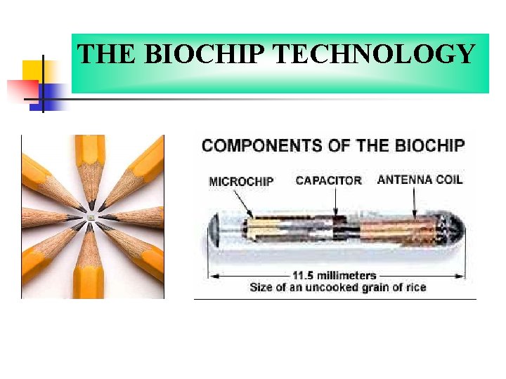 THE BIOCHIP TECHNOLOGY 