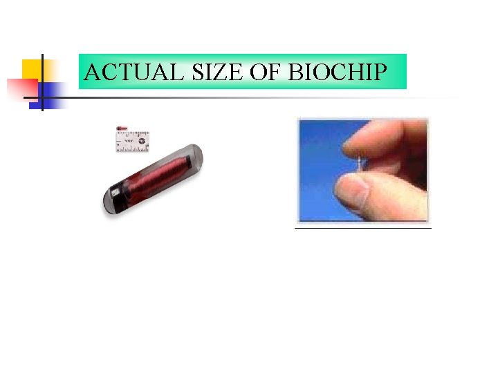 ACTUAL SIZE OF BIOCHIP 