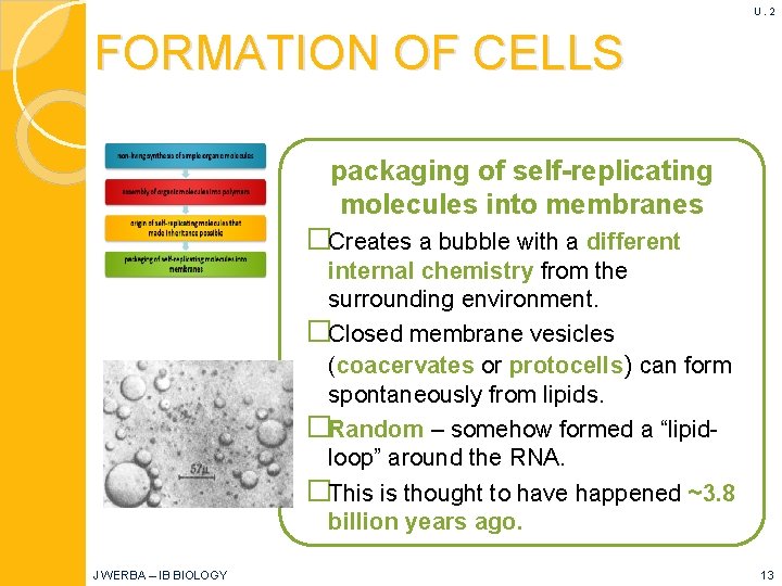 U. 2 FORMATION OF CELLS packaging of self-replicating molecules into membranes �Creates a bubble