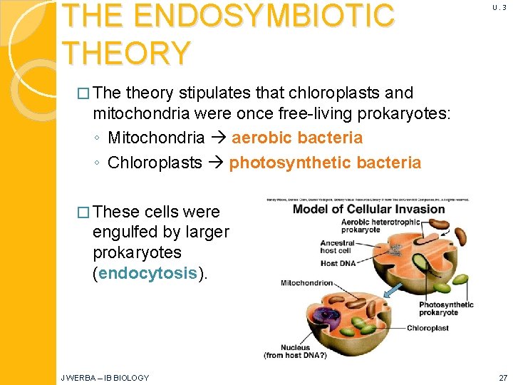THE ENDOSYMBIOTIC THEORY U. 3 � The theory stipulates that chloroplasts and mitochondria were