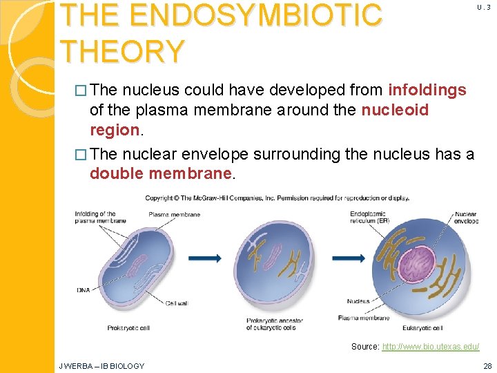 THE ENDOSYMBIOTIC THEORY U. 3 � The nucleus could have developed from infoldings of