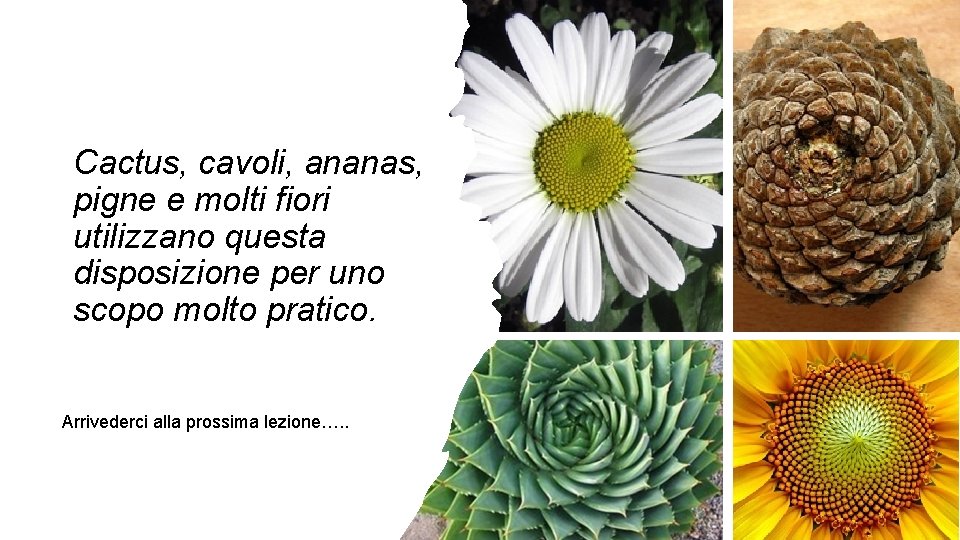 Cactus, cavoli, ananas, pigne e molti fiori utilizzano questa disposizione per uno scopo molto
