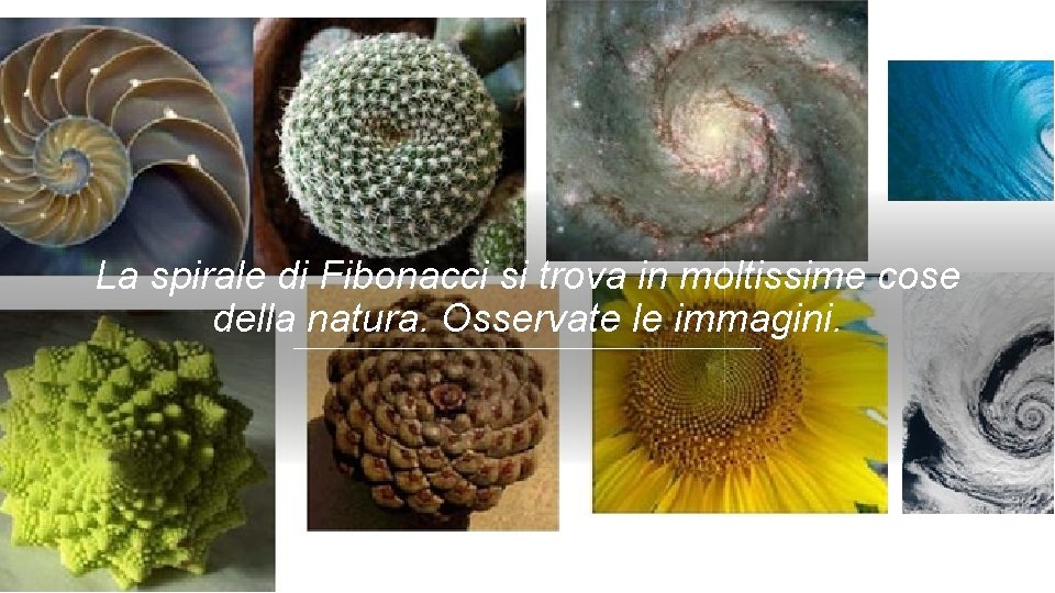 La spirale di Fibonacci si trova in moltissime cose della natura. Osservate le immagini.