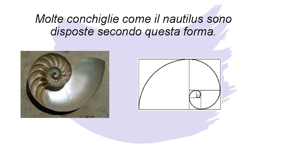 Molte conchiglie come il nautilus sono disposte secondo questa forma. 