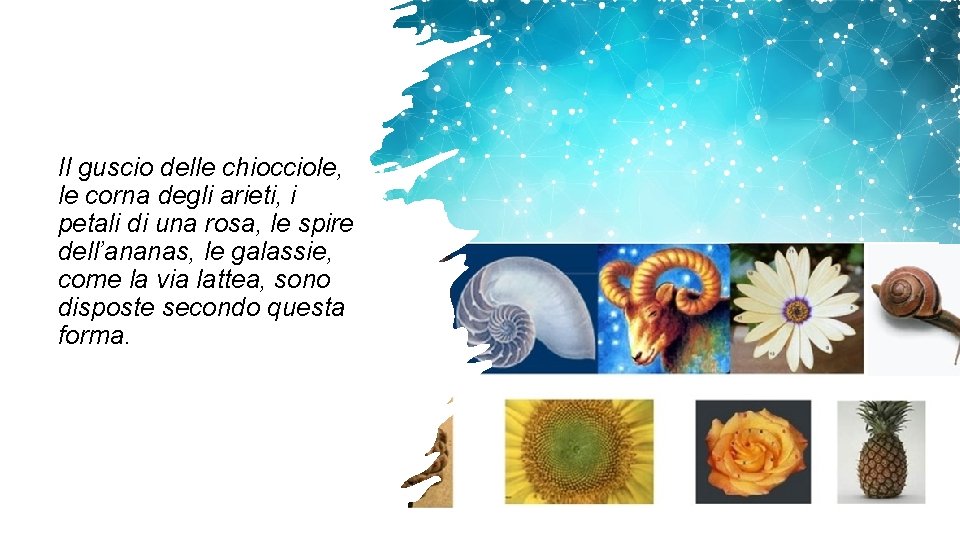 Il guscio delle chiocciole, le corna degli arieti, i petali di una rosa, le