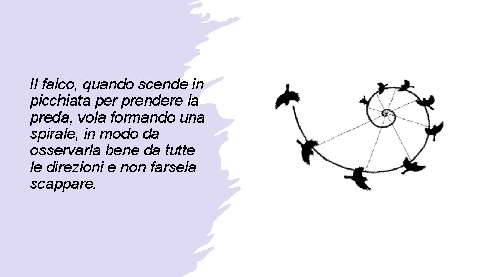 Il falco, quando scende in picchiata per prendere la preda, vola formando una spirale,