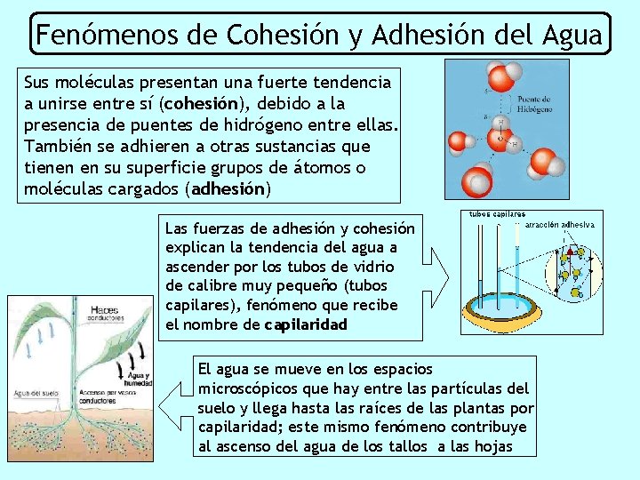 Fenómenos de Cohesión y Adhesión del Agua Sus moléculas presentan una fuerte tendencia a