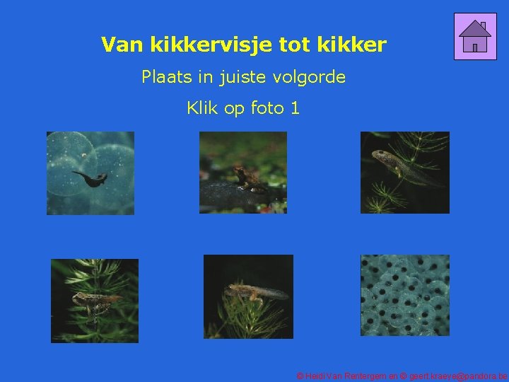 Van kikkervisje tot kikker Plaats in juiste volgorde Klik op foto 1 © Heidi