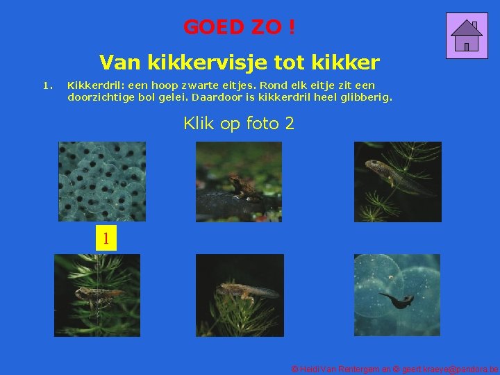 GOED ZO ! Van kikkervisje tot kikker 1. Kikkerdril: een hoop zwarte eitjes. Rond