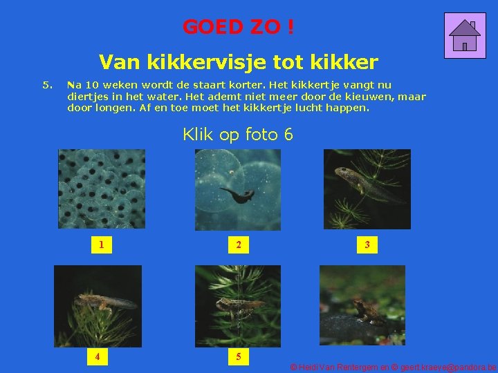 GOED ZO ! Van kikkervisje tot kikker 5. Na 10 weken wordt de staart