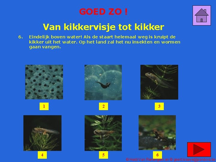 GOED ZO ! Van kikkervisje tot kikker 6. Eindelijk boven water! Als de staart