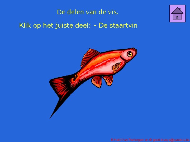 De delen van de vis. Klik op het juiste deel: - De staartvin ©