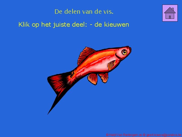 De delen van de vis. Klik op het juiste deel: - de kieuwen ©