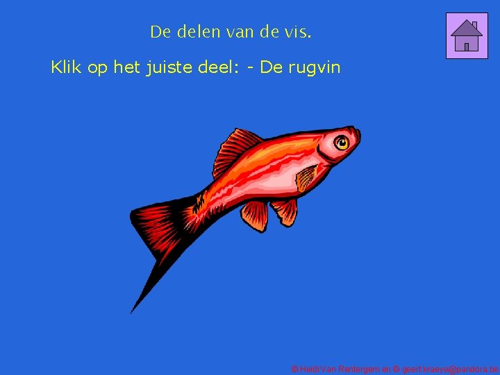 De delen van de vis. Klik op het juiste deel: - De rugvin ©